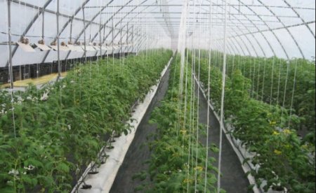 Ekoloji təmiz istixana tərəvəzləri istəyirik, bəs ziyanvericilərə qarşı kimyəvi üsullar?