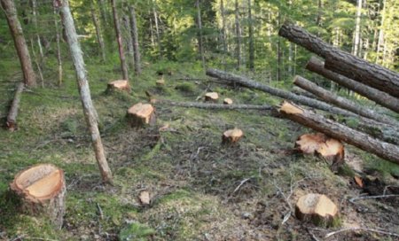 İki ağac kəsdi, 2400 manat cərimələndi