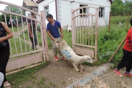 Dağlıq Qarabağda fransızların “qoyun siyasəti”