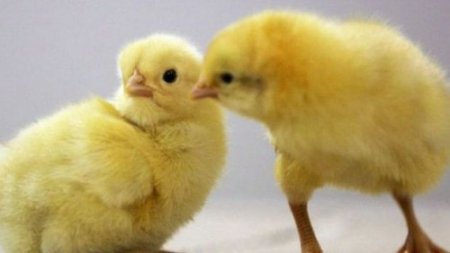 Yumurtaları zibilliyə atdılar, onlarla cücə çıxdı - Gürcüstanda maraqlı hadisə/ VİDEO