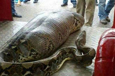 Nəhəng piton evdar qadını uddu