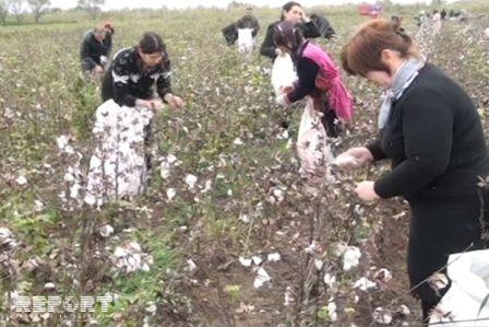 Sabirabad rayonunda hər hansı bir zəhərlənmə hadisəsi baş verməyib - Açıqlama