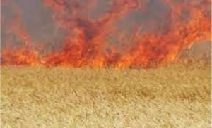 В Габале сгорели нескошенное пшеничное поле и КамАЗ