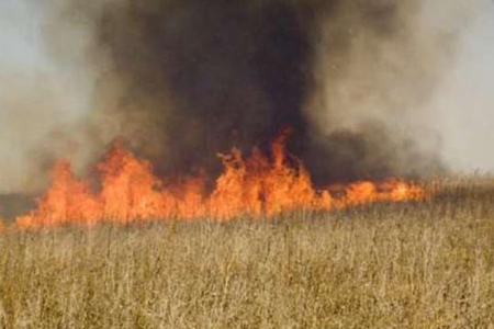 Göyçayda hektarlarla taxıl sahəsi yanıb Göyçayda hektarlarla taxıl sahəsi yanıb