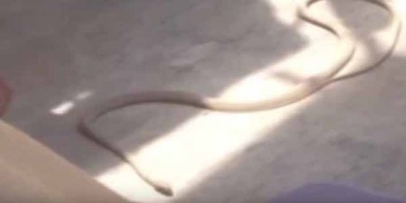 Bakıda yaşayış binasına ilanlar daraşıb: sakinlər təşvişdə (VİDEO)