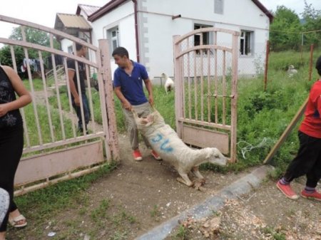 Qarabağ ermənilərinə qoyun paylanılır – Fransa Protestant kilsəsi tərəfindən…