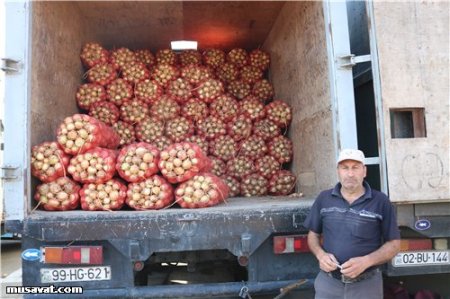 Bazarlarda şok ucuzlaşma - kartof-soğanın qiyməti iki dəfə endi-Bazardan VİDEOREPORTAJ, FOTOLAR