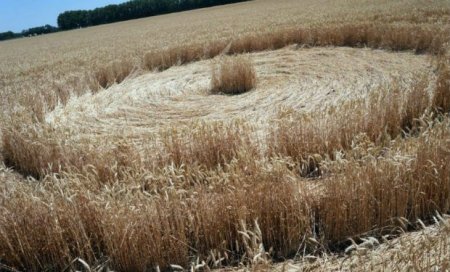 Rusiya tarlasında qəribə işarələr — Yadplanetlilər mesaj verir?