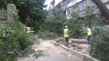 Bakıda ağac “qətliamı”: sakinlər etiraz edir (FOTOLAR)
