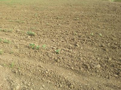 Kənd Təsərrüfat naziri göstəriş verir,yerli idarə rəisi icra etmir? Kənd Təsərrüfat naziri göstəriş verir,yerli idarə rəisi icra etmir?