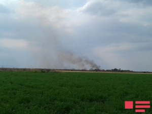 В лесополосе Шамкира произошел пожар