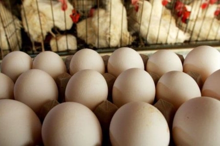 Yumurta və toyuq əti kəskin bahalaşıb - SƏBƏB