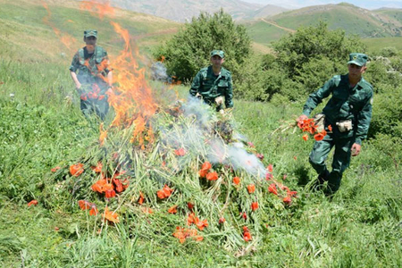 Əsgərlər narkotik “meşəsi” tapdılar - Foto