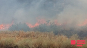 Siyəzəndə başlayan yanğın qonşu rayonlara keçdi - Heyvanlar və quşlar tələf oldu/ Fotolar