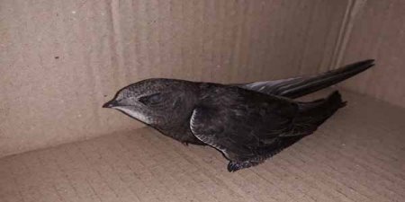 Bakının mərkəzində nadir əbabil quşu tapılıb