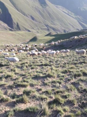 Ziyəddin Əliyev Qubada fermerlərə yaylaq müsibəti yaşadır-FOTOLAR