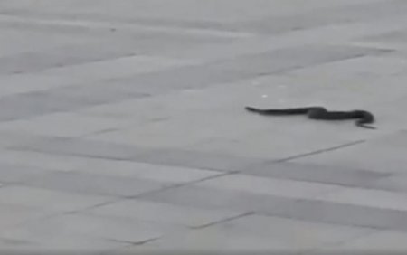 Təhlükə: ilan bulvara necə gəlib? - İki variant