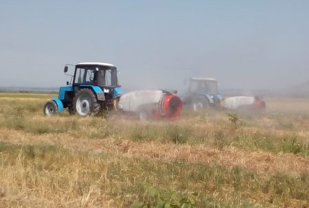 İtaliya çəyirtkəsinin Azərbaycana kütləvi miqrasiyasının qarşısı alınıb