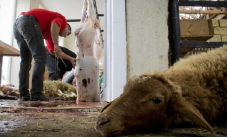 Qanunsuz heyvan kəsiminə qarşı reydlər keçirilir