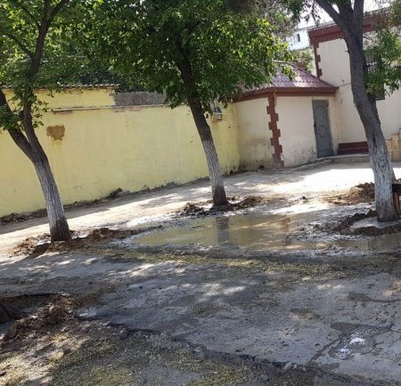 Ağacların qurumasının qarşısının alınması üçün ETSN ərazini himayəyə götürüb