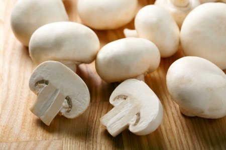 Rusiyalı alimlərdən yeni kəşf: “Göbələk xərçəngi müalicə edir”