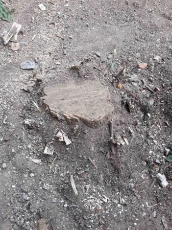 Bakının daha bir ərazisində ağac vəhşiliyi - FOTOLAR / YENİLƏNİB