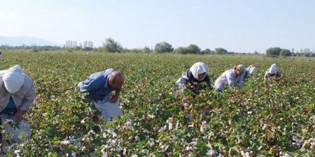 Pambıqçıların zəhərlənməsi ilə bağlı aparılan araşdırma nə yerdədir? (VİDEO)