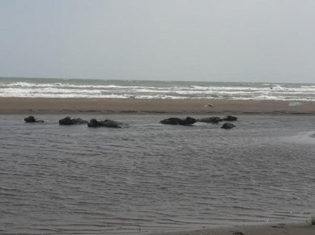 Çamışlar Nabran çimərliyində belə dincəlir – FOTOLAR