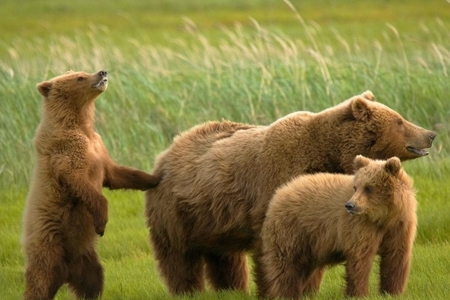 В Ордубаде медведи разгромили пасеку и оставили пчел без меда