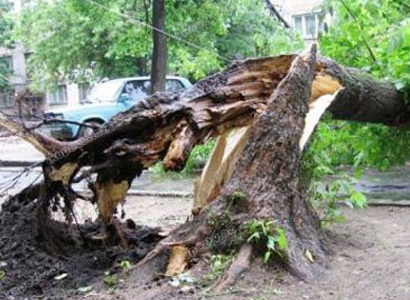 Masallıda ağacın kottecin üzərinə aşması nəticəsində xəsarət alan qadın ölüb - YENİLƏNİB