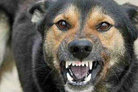 Küçə itlərinin çoxalması Binəqədidə gərginlik yaradıb - ŞİKAYƏT