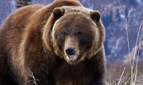 Zooparkdan qaçan 6 yırtıcı Almaniyanı ayağa qaldırdı –XƏBƏRDARLIQ Zooparkdan qaçan 6 yırtıcı Almaniyanı ayağa qaldırdı –XƏBƏRDARLIQ