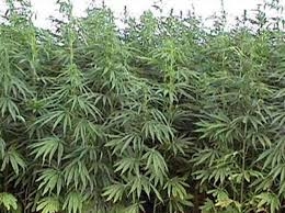 Sabirabad sakininin həyətində 13 ədəd çətənə kolu aşkar edilib