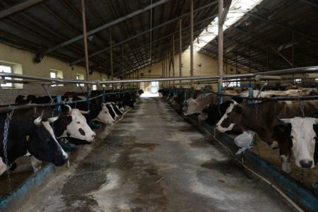 Nəsimi rayon gəncləri Quba rayonunda sahibkarların işi ilə yaxından tanış oldular - FOTOLAR