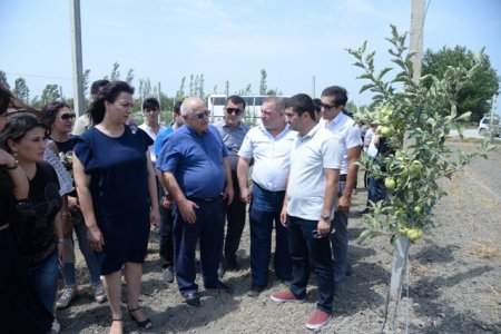 Nəsimi rayon gəncləri Quba rayonunda sahibkarların işi ilə yaxından tanış oldular - FOTOLAR