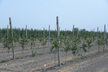 Nəsimi rayon gəncləri Quba rayonunda sahibkarların işi ilə yaxından tanış oldular - FOTOLAR