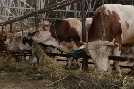 Nəsimi rayon gəncləri Quba rayonunda sahibkarların işi ilə yaxından tanış oldular - FOTOLAR