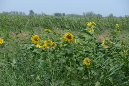 Nəsimi rayon gəncləri Quba rayonunda sahibkarların işi ilə yaxından tanış oldular - FOTOLAR