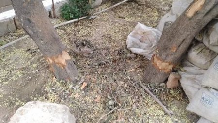 Bakıda ağacların dibinə yenə “kislota” tökdülər - VİDEO