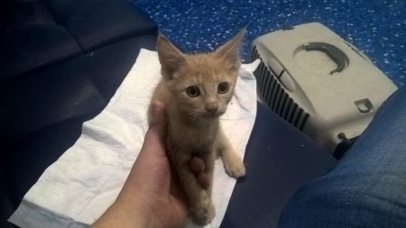 Kiyevdə kimsəsiz qadın pişiyi diri-diri yemək istədi - VİDEO