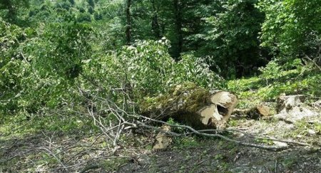 İsmayıllıda sexdə qanunsuz meşə materialı aşkarlanıb - FOTO