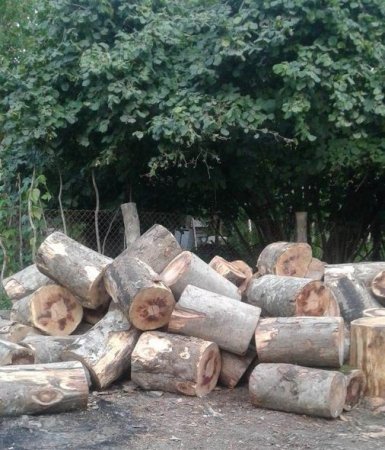 İsmayıllıda sexdə qanunsuz meşə materialı aşkarlanıb - FOTO