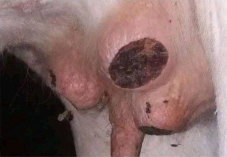 İsmayıllıda inəklərin döşlərinin kəsilməsinin səbəbi məlum oldu