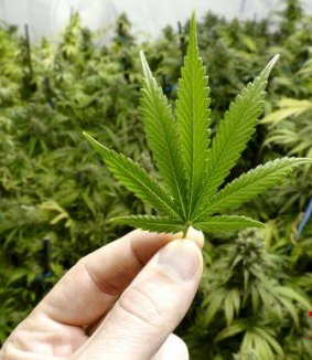 BALAKƏN VƏ ŞƏKİ SAKİNLƏRİNDƏN NARKOTİK VASİTƏ GÖTÜRÜLÜB