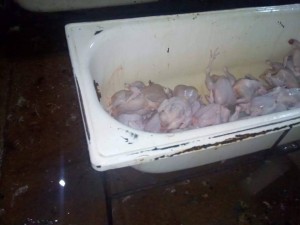 Daha bir qanunsuz toyuq sexi aşkarlandı – Dəhşətli mənzərə + FOTOLAR