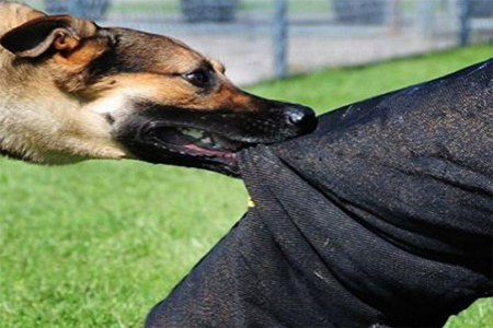 Azərbaycanda heyvan dişləmələri halları artıb