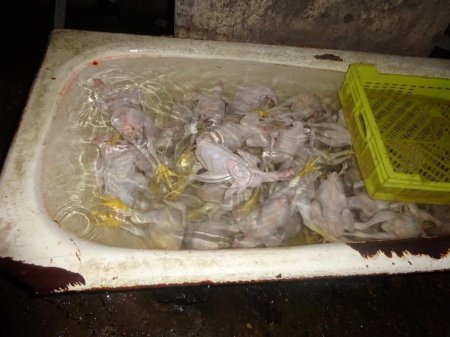 Bakıda daha bir qanunsuz toyuq sexi aşkarlanıb - FOTO