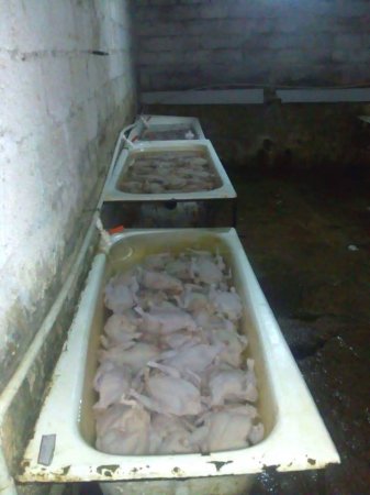 Daha bir qanunsuz toyuq sexi aşkarlandı – Dəhşətli mənzərə + FOTOLAR