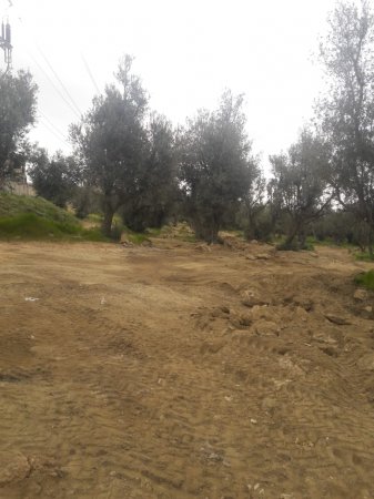 Binəqədi rayonunda “Zeytunluq qətliamı”