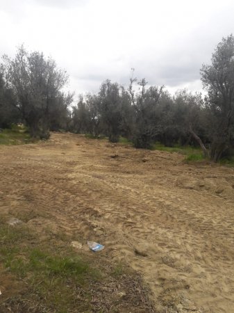 Binəqədi rayonunda “Zeytunluq qətliamı”